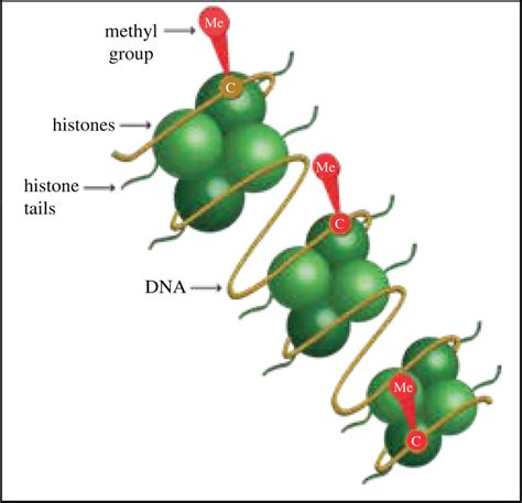 DNA methylation... | Download Scientific Diagram