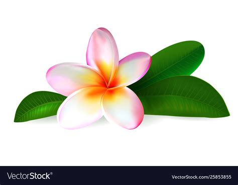 Plumeria Flower Frangipani With Green Leaves Vector Image