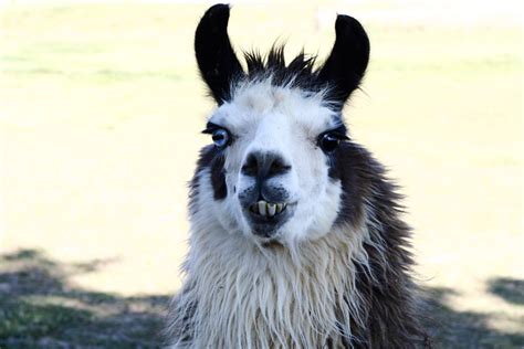 Crazy Looking Llama Flickr Photo Sharing