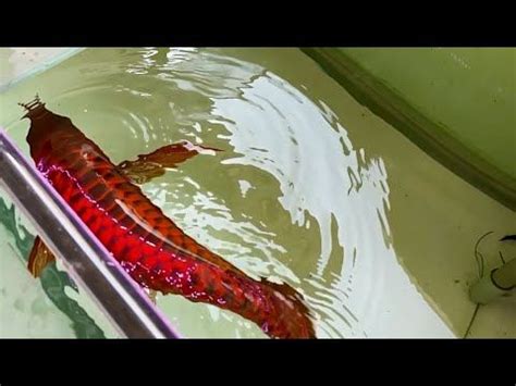 Live Feeding Super Red Arowana Top 8 Red Hunter Arowana Fish Red