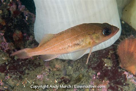 Puget Sound Rockfish Pictures Images Of Sebastes Emphaeus