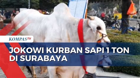 Sapi Kurban Seberat Ton Milik Jokowi Tiba Di Surabaya Sby Beli