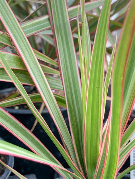 Dracaena Spikes The Garden Spot