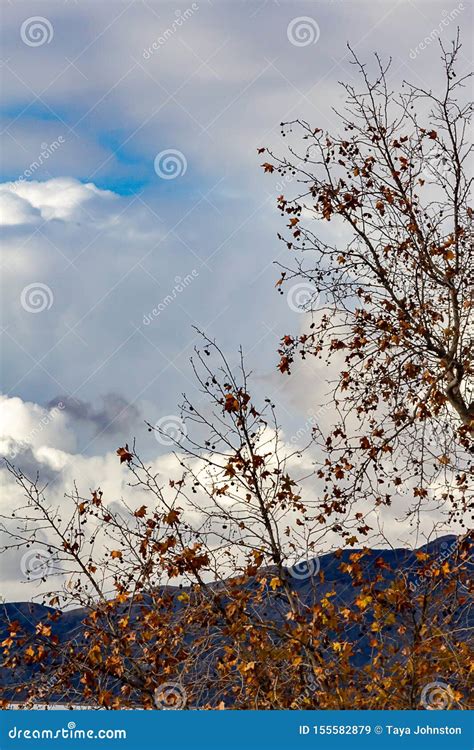 Primer De Los Tops Del Rbol Del Sic Moro En Ca Da Con Las Nubes De