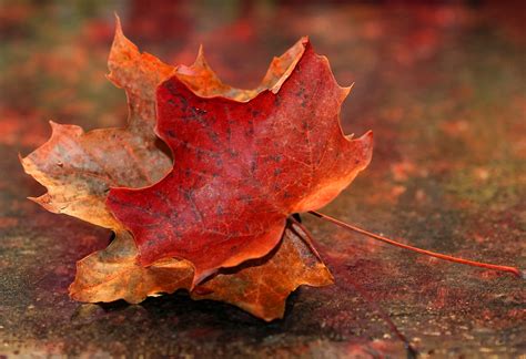 Download free photo of Maple leaf,autumn,red,nature,fall - from needpix.com