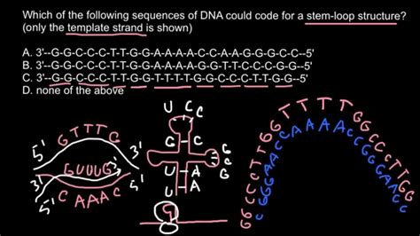 How Instantly Recognize Stem Loop Structure In Mrna Youtube