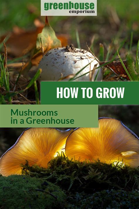 How To Grow Mushrooms In A Greenhouse | Greenhouse Emporium