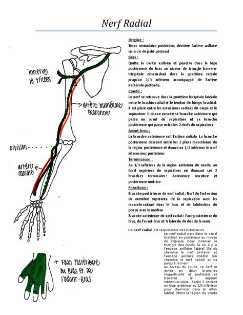 Nerfs et artères Nerf Radial Origine Tronc secondaire postérieur