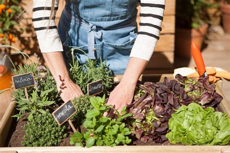 Cultiva en la ciudad Descubre cómo crear un huerto urbano ecológico