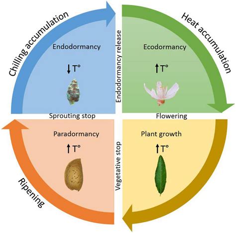 Dormancy - Biology Simple