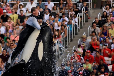 SeaWorld Denies It Created Hybrid 'Jurassic World'-Style Orcas - Newsweek