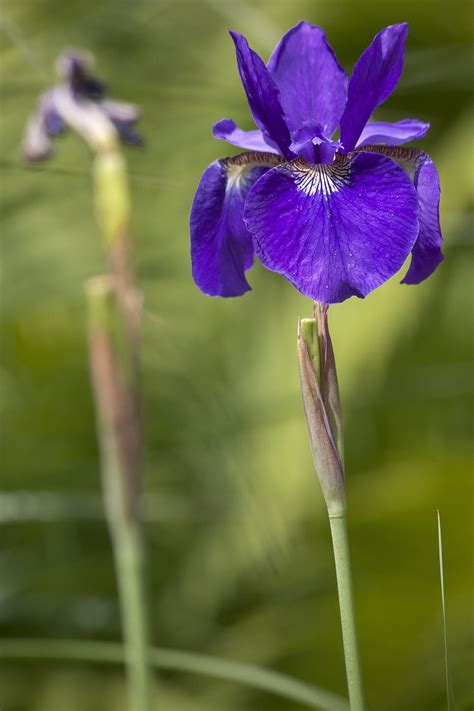 Schwertlilie Iris Violett Kostenloses Foto Auf Pixabay Pixabay