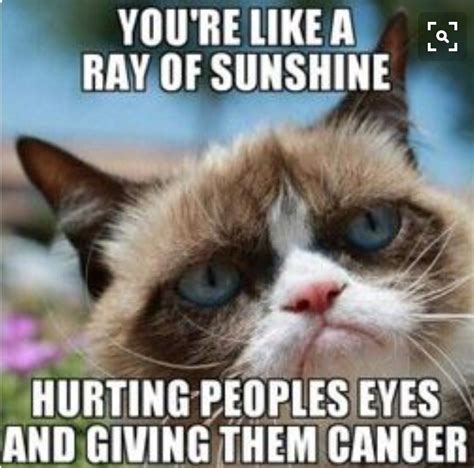 Ray Of Sunshine Funny Quotes Shortquotescc