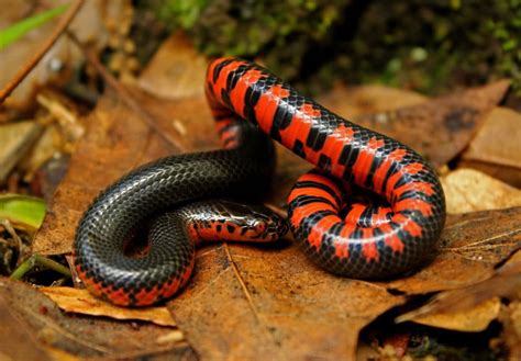 Snakes That Lay Eggs A To Z List Pictures Fauna Facts