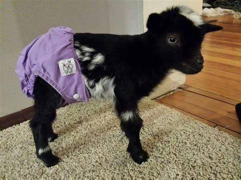 Pygmy Goat Diapers at Richard Garner blog