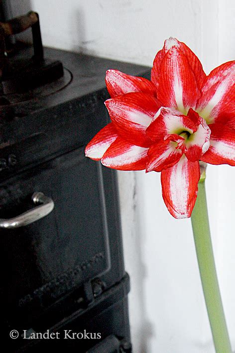 Landet Krokus Besvärjelser om opp amaryllis