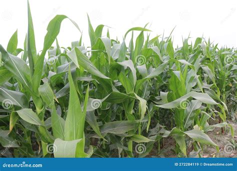 Maize Farm for Harvest are Cash Crops Stock Image - Image of sweet ...