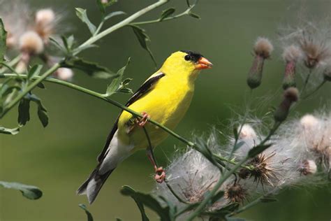 What do American goldfinches eat? | Britannica