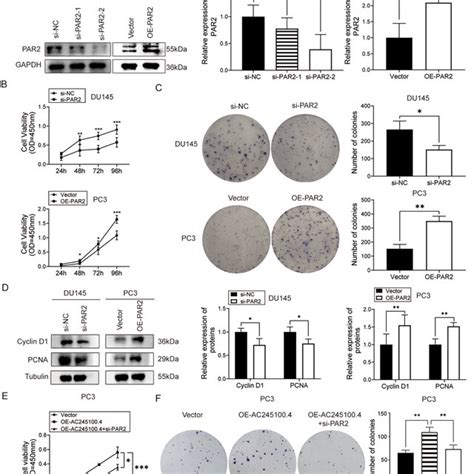 Ac Facilitates The Cell Proliferation In Prostate Cancer A