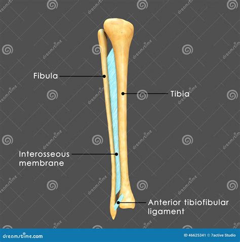 Syndesmosis Between Fibula And Tibia Stock Illustration Image 46625341