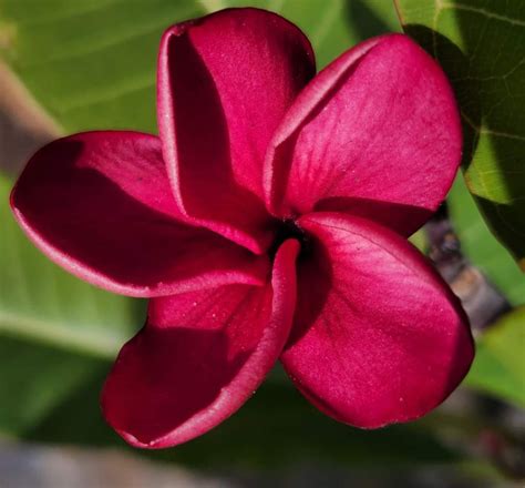 Lulu Blood Frangipani Perth Frangipani Heaven Perth Frangipanis