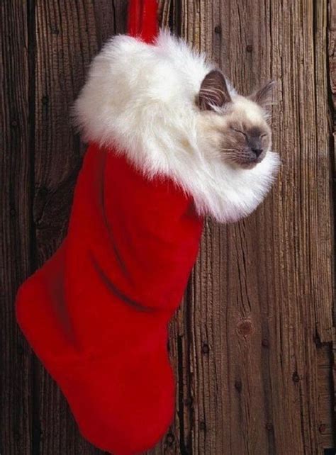 6 Adorable Kittens In Christmas Stockings Christmas Cats Cute