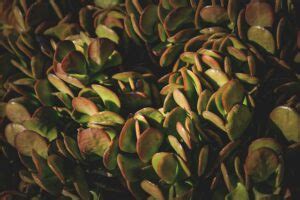 Plants With Waxy Leaves Exploring Plants With A Shining Difference