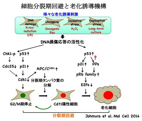 研究内容 細胞老化誘導機構の解明