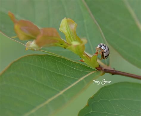 A Gray Ladybug Terry Spears Shifters