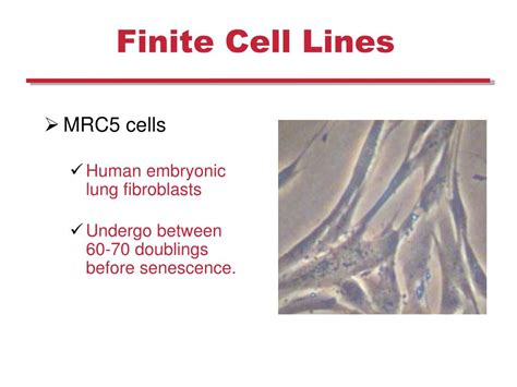 Ppt Plant And Mammalian Tissue Culture Powerpoint Presentation Free