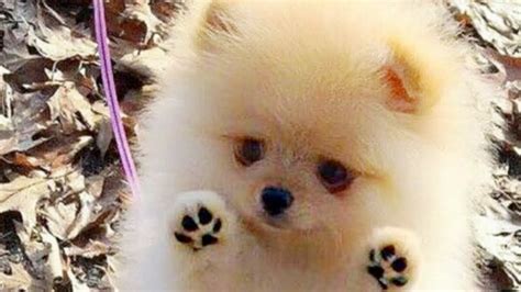 Cute Pomeranian Puppies