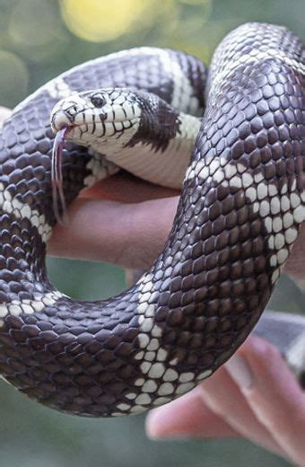 California Kingsnake Lindsay Wildlife Experience