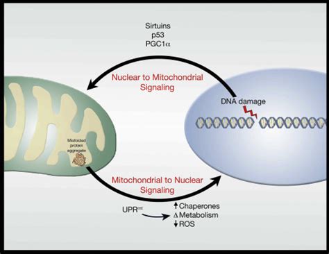 The Mitochondrial Basis Of Aging Molecular Cell