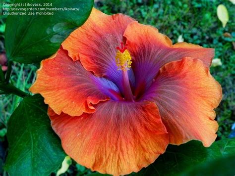 Plantfiles Pictures Tropical Hibiscus Tahitian Sophistication