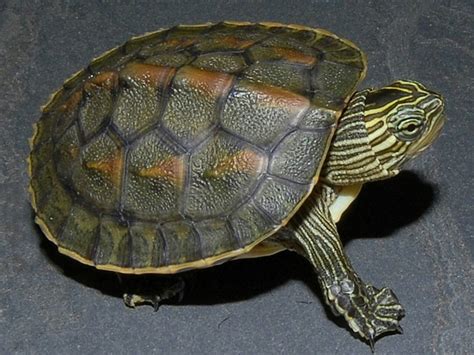 Chinese Golden Thread Turtles for sale | The Turtle Source