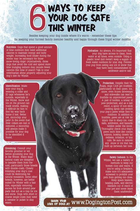 Winter Infographic Tips On Keeping Your Dogs Safe This Winter From