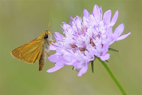 Fondos De Pantalla Naturaleza Insecto Fauna Silvestre Nikon Polen