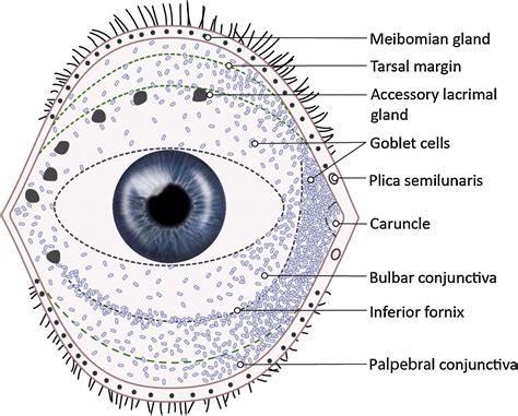 Clear Anatomy And Physiology Of The Anterior Eye Contact Lens And Anterior Eye