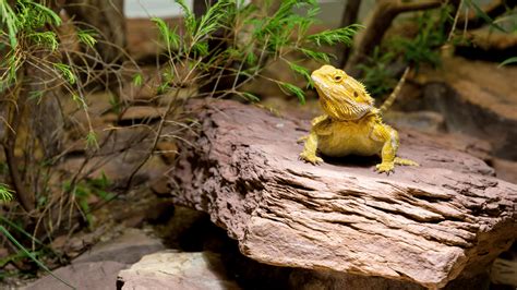 Bearded Dragon Impaction Signs Symptoms And Treatment Reptile District