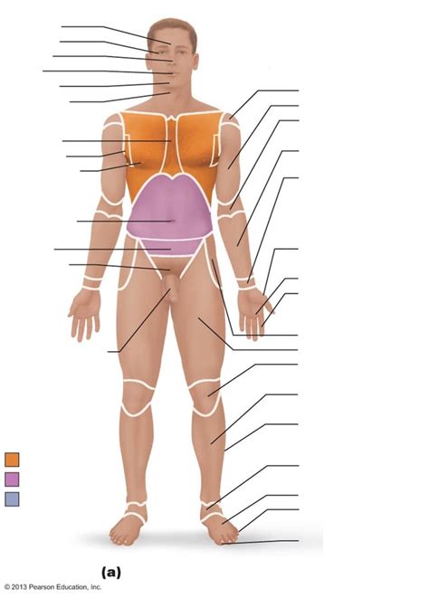 Anterior Ventral Major Body Regions Diagram Quizlet