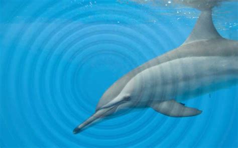 Dolphin Sounds and Acoustics | Dolphins World