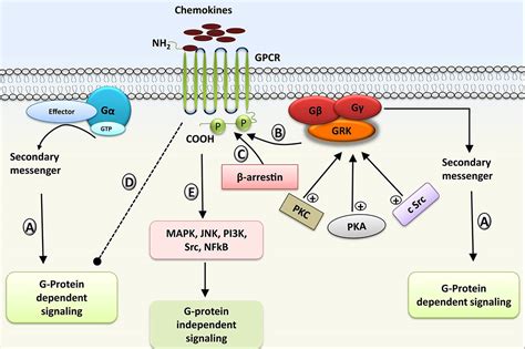 Molecular Insights Into Kinase Mediated Signaling Pathways Of