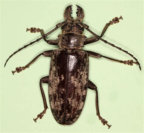 Giant Beetle From Tanzania