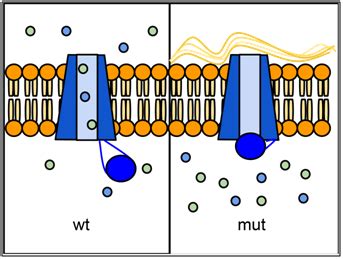 Chapter Transport Across Cellular Membranes In Fundamentals Of