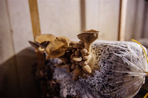 A Complete Guide To Mushroom Substrates Grocycle