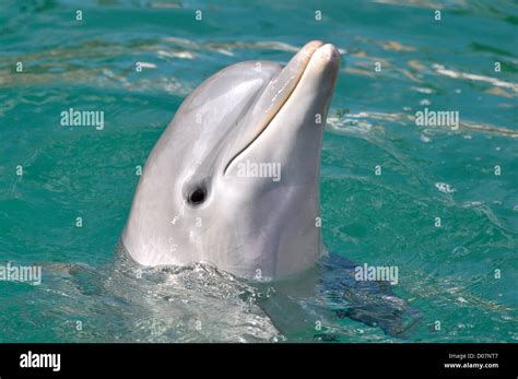 Dolphin Close Up Portrait Stock Photo - Alamy