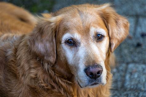 Cachorros Idosos Precisam De Cuidados Para Uma Vida Sa De E Feliz