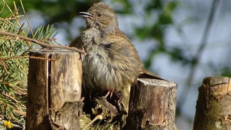 Les Oiseaux Dalsace Nature Dici Et Dailleurs