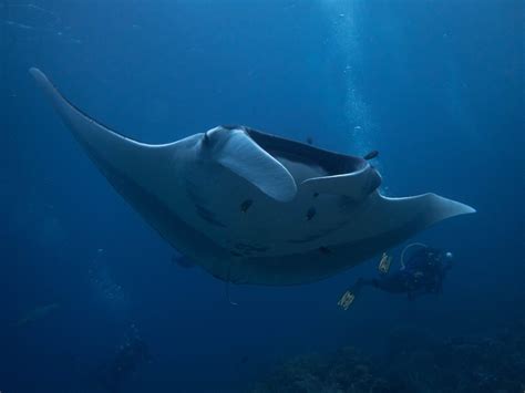 Diving With Giant Manta Rays Costa Rica International Academy