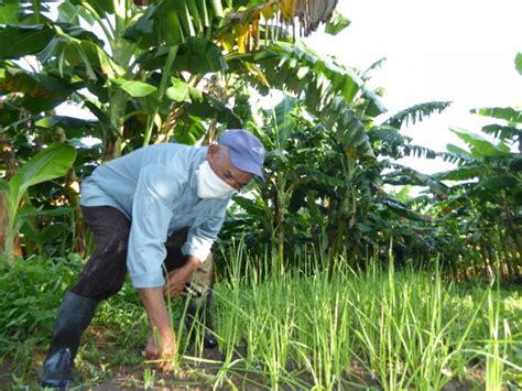 La Agricultura Urbana Suburbana Y Familiar La Comida M S Cerca De